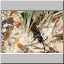 Tiphia femorata - Rollwespe w06 9mm Teverener Heide.jpg